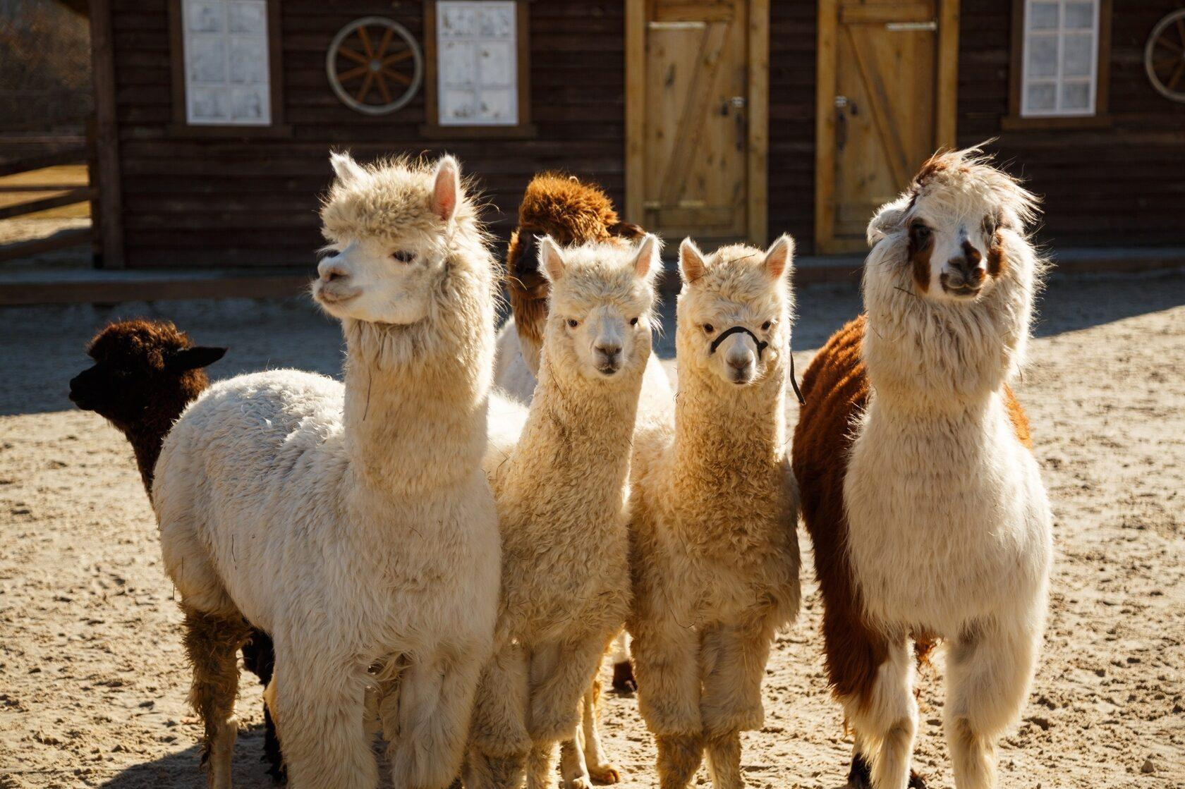 Скальное пространство, есть животные, есть вода, прикольно.